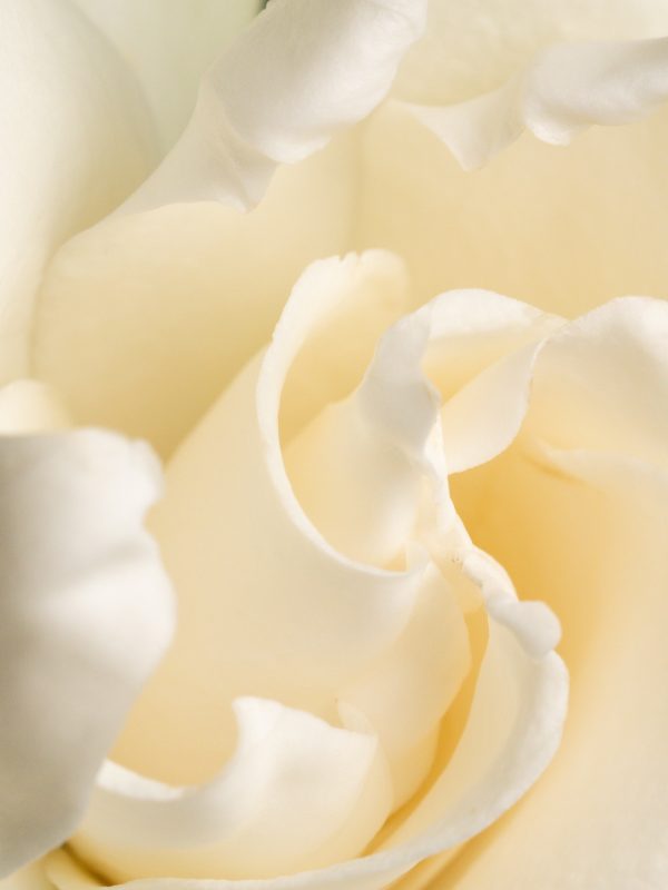 Fresh Cut Gardenia Hot on Sale