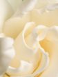 Fresh Cut Gardenia Hot on Sale