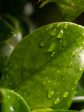 Citrus Leaves Cheap