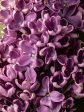 French Lilac For Cheap