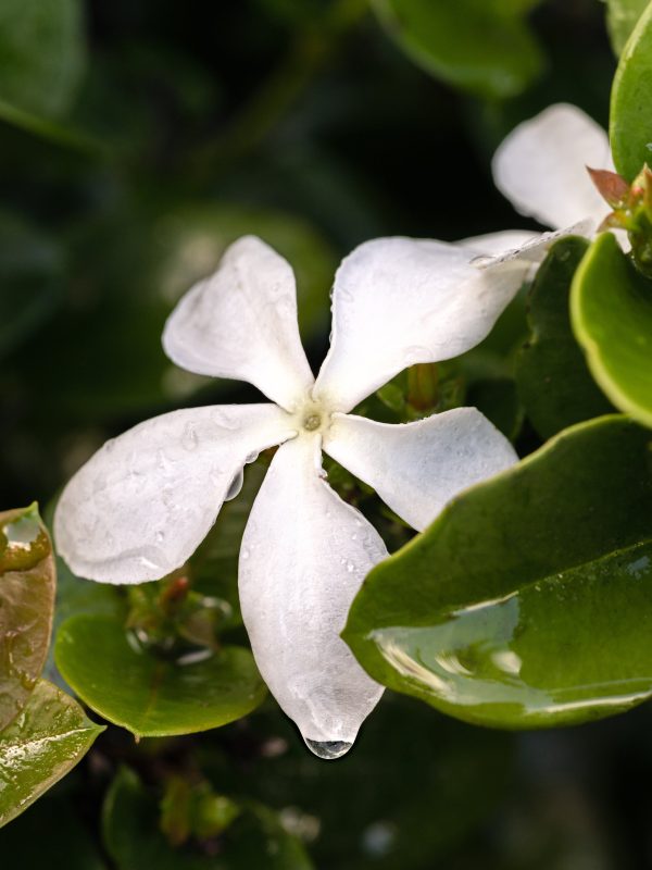 Gardenia Cheap